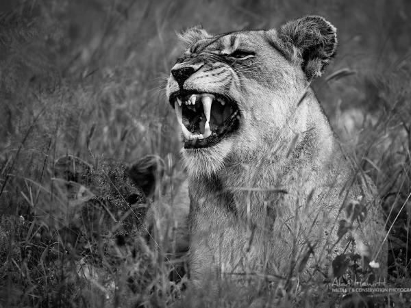 South Africa wildlife photography safari