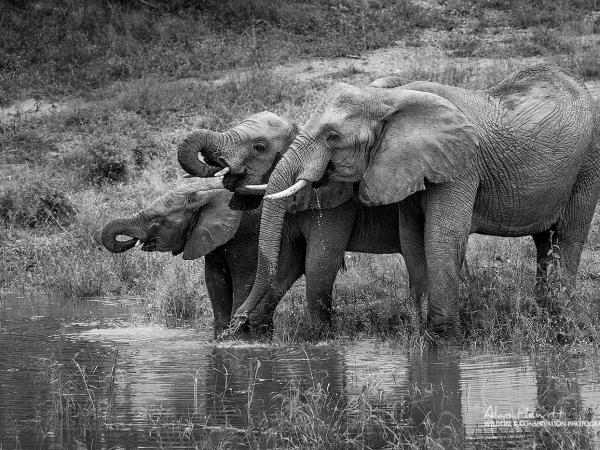 South Africa wildlife photography safari