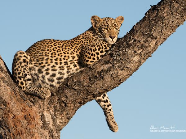 South Africa wildlife photography safari