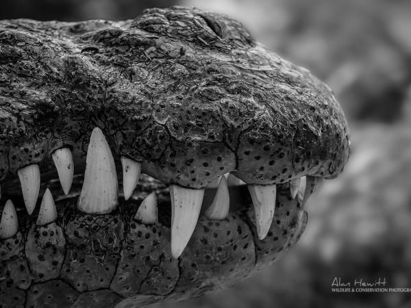 South Africa wildlife photography safari