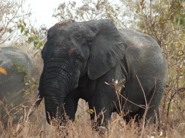 Chad wildlife safari, Zakouma national park