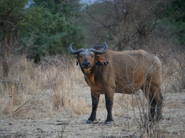 Chad wildlife safari, Zakouma national park