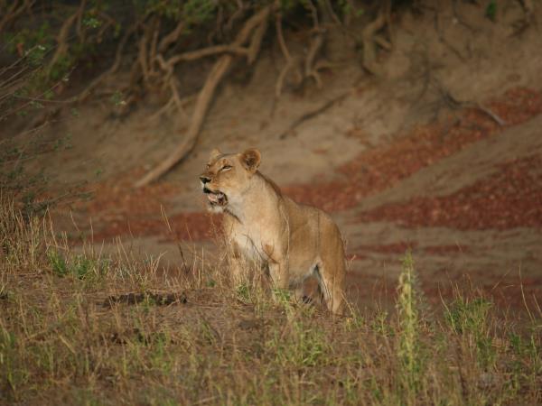 Chad wildlife safari, Zakouma national park