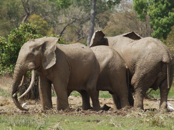 Chad wildlife safari, Zakouma national park