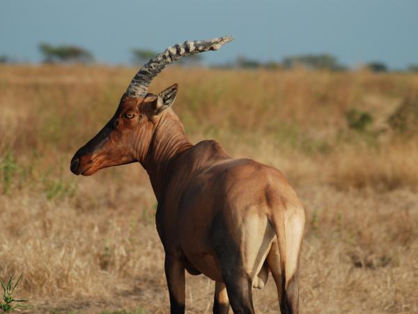 Chad wildlife safari, Zakouma national park