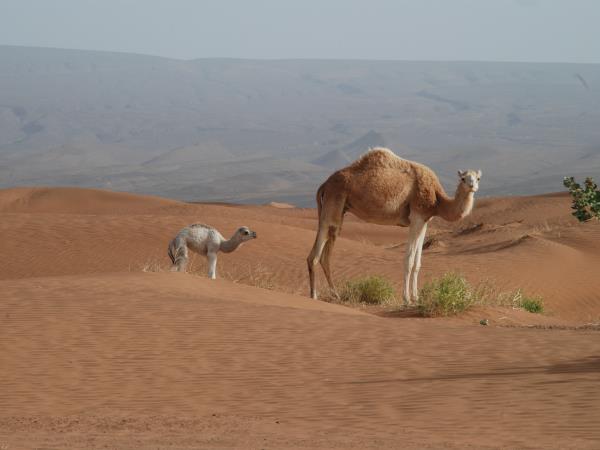 Morocco and western Sahara tour