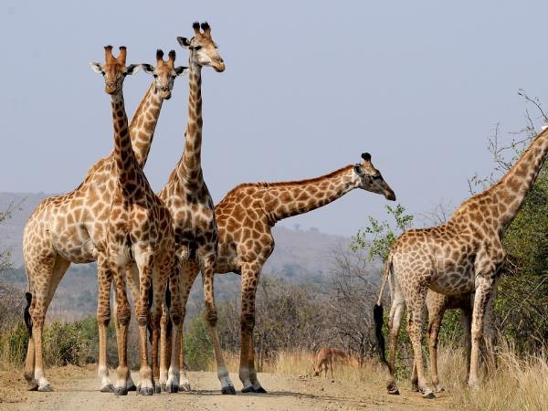 South Africa family vacations
