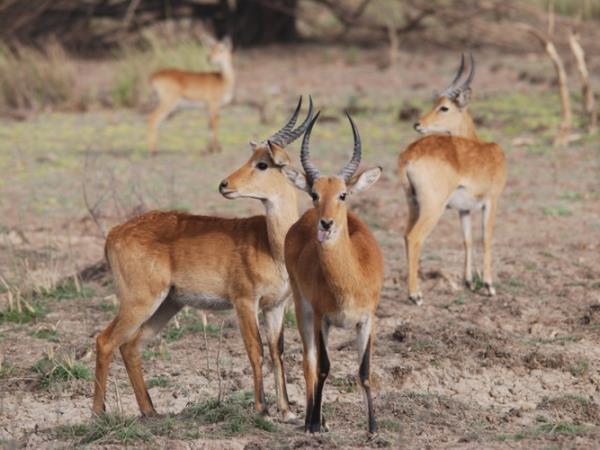 Ghana wildlife safari, 4 days