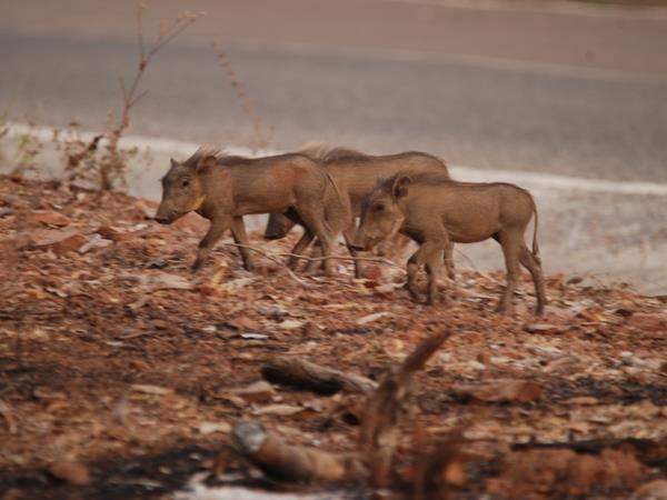 Ghana wildlife safari, 4 days