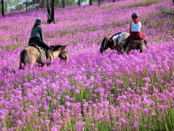 Mongolia horse riding vacation, Altai Taster