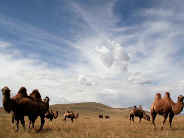 Zavkhan horse riding vacation in Mongolia