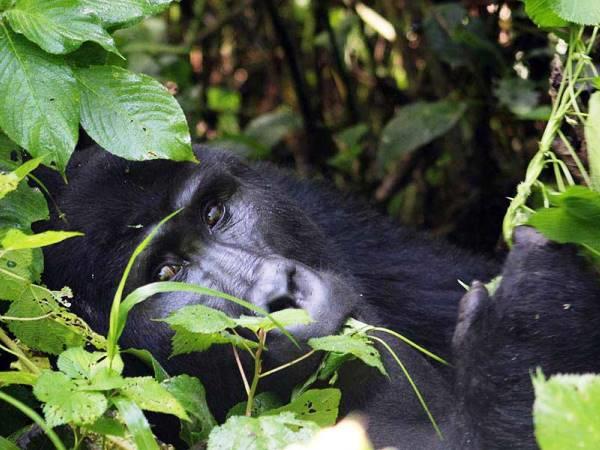 Uganda wildlife and activity holiday
