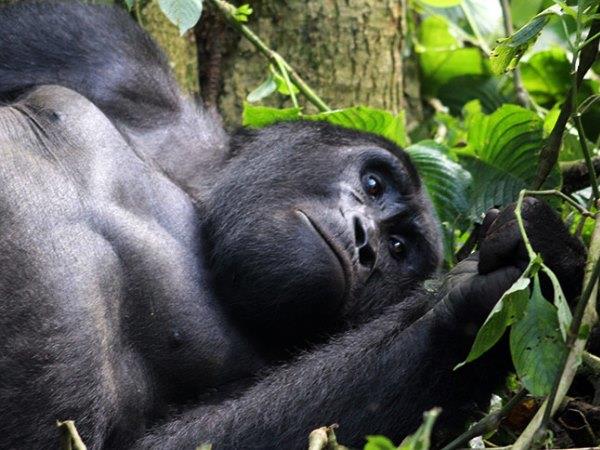 Gorilla and Rwenzori expedition in Uganda