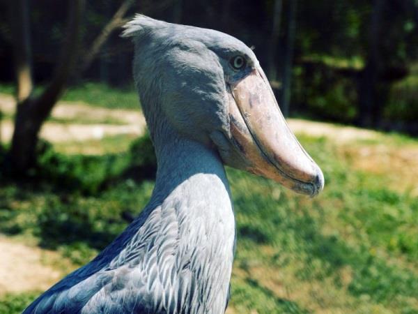 Culture and birding vacation in Uganda