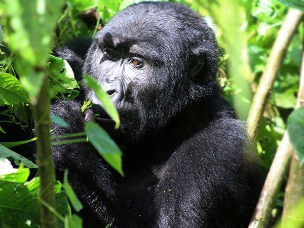 Culture and birding vacation in Uganda