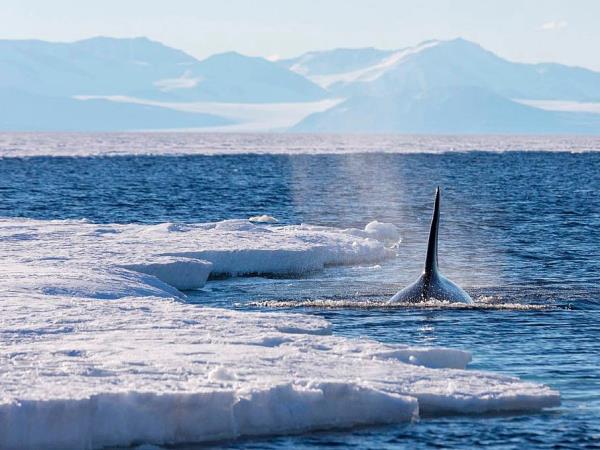 Ross Sea & Antarctic Circle voyage