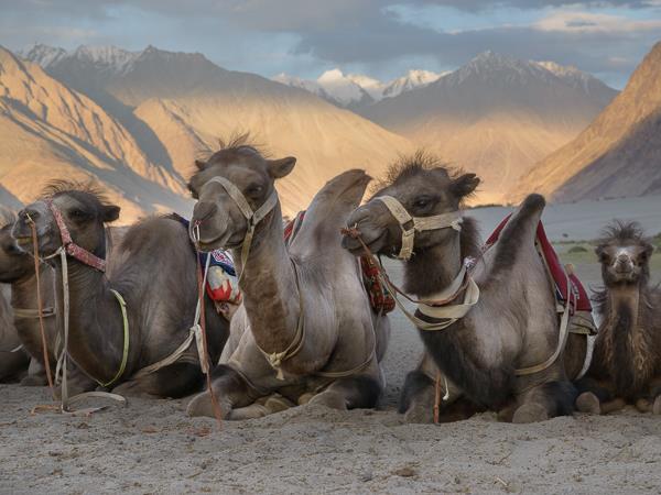 Ladakh photography tour, India