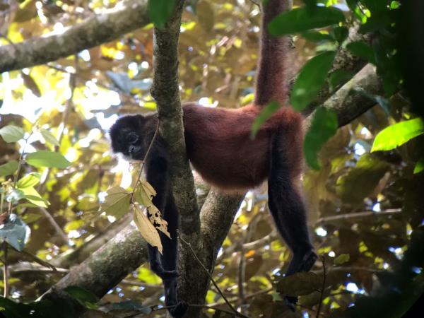Costa Rica activity vacation, including volunteering