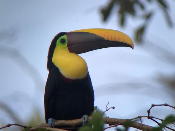 Costa Rica activity vacation, including volunteering