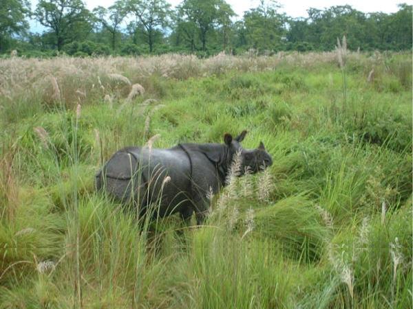 Nepal wildlife safari and rafting vacation