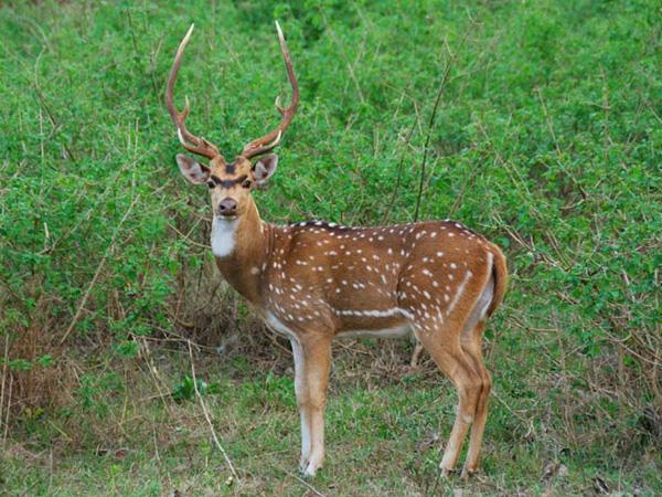 Nepal wildlife safari and rafting vacation