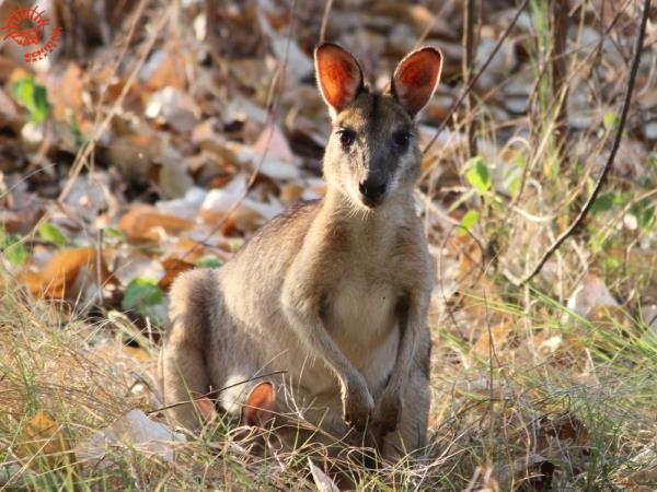 Northern Territory wildlife tour, Australia