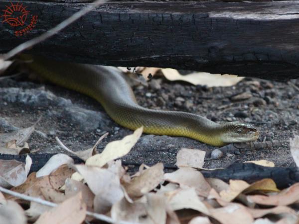 Northern Territory wildlife tour, Australia