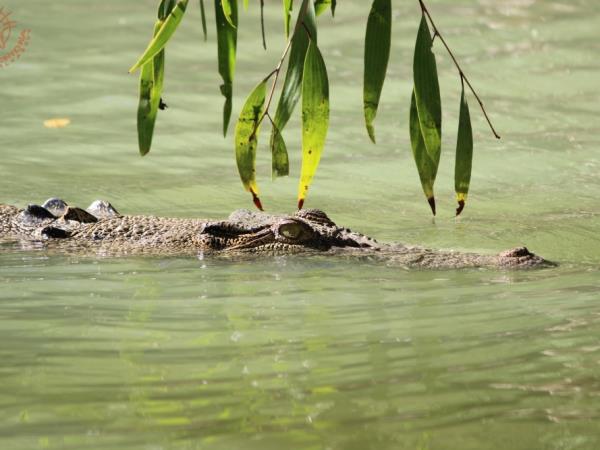 Northern Territory wildlife tour, Australia