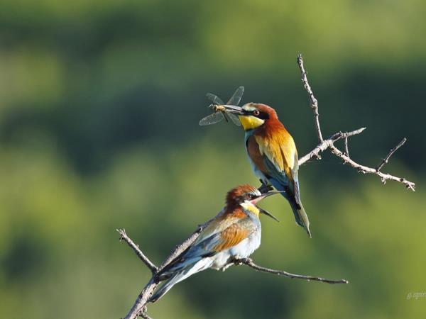 Greece bird watching vacation, Lake Kerkini