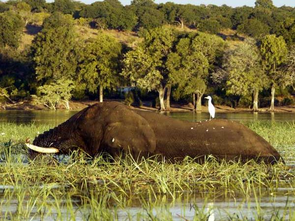 Botswana safari vacation