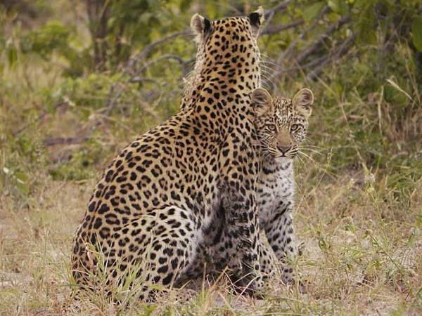 Botswana safari vacation