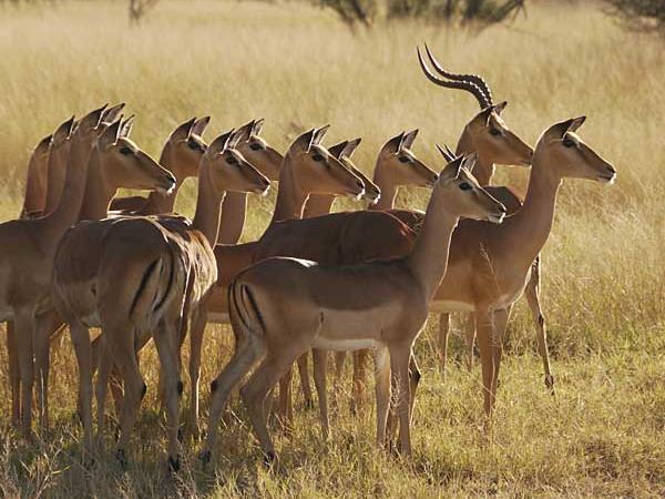 Botswana safari vacation