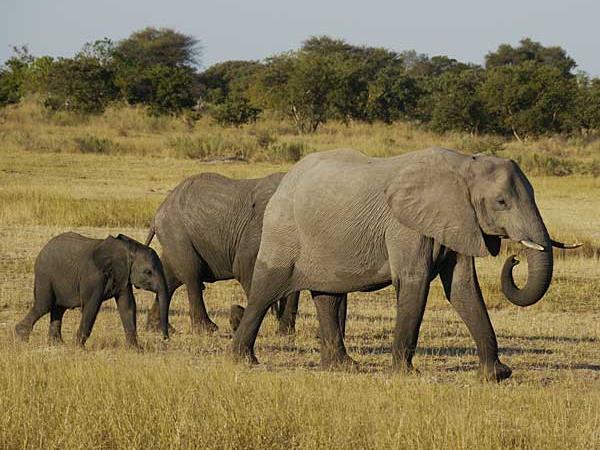 Botswana safari vacation