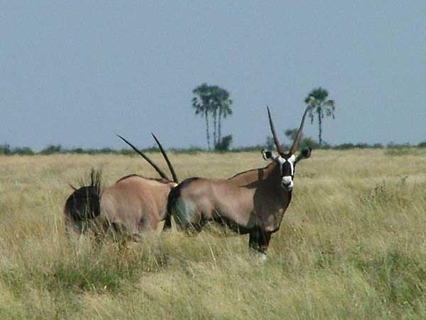 Botswana safari vacation