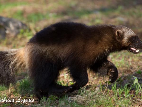 Wildlife photography vacation in Finland