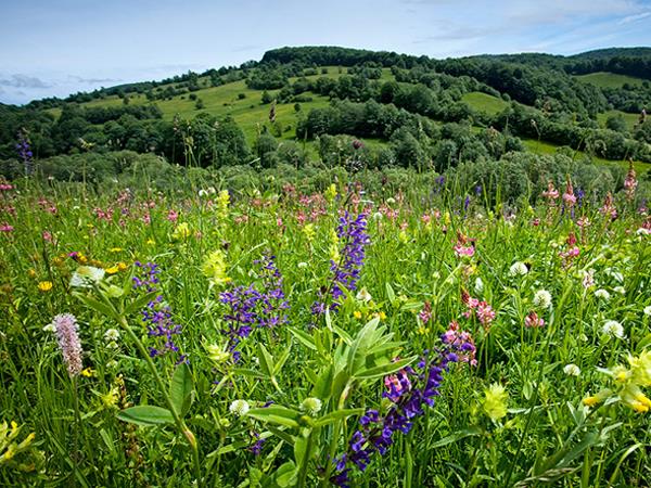 Discover Transylvania vacation