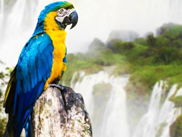 Argentina and Brazil vacation, tailor made