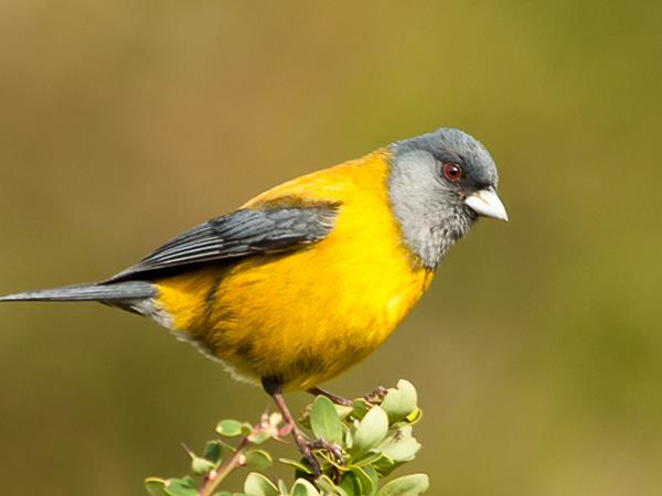 Birdwatching vacation in Northern Argentina