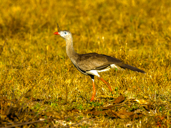 Birdwatching vacation in Northern Argentina