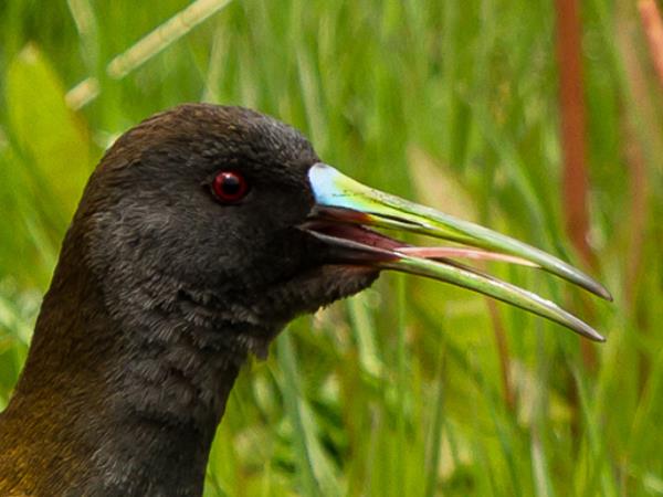 Birdwatching vacation in Northern Argentina