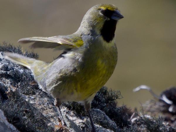 Birdwatching vacation in Northern Argentina