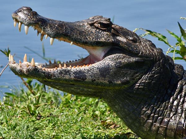 Northern Argentina wildlife and nature vacation
