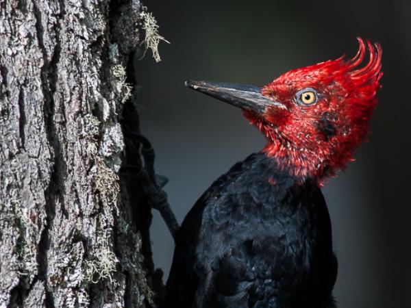 Northern Argentina wildlife and nature vacation