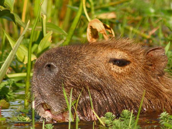 Northern Argentina wildlife and nature vacation