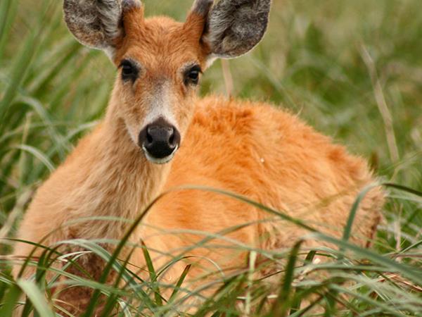 Northern Argentina wildlife and nature vacation