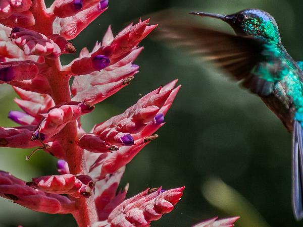 Northern Argentina wildlife and nature vacation