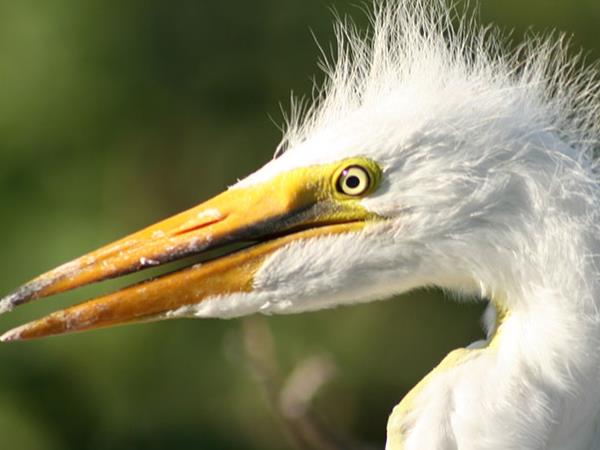 Northern Argentina wildlife and nature vacation