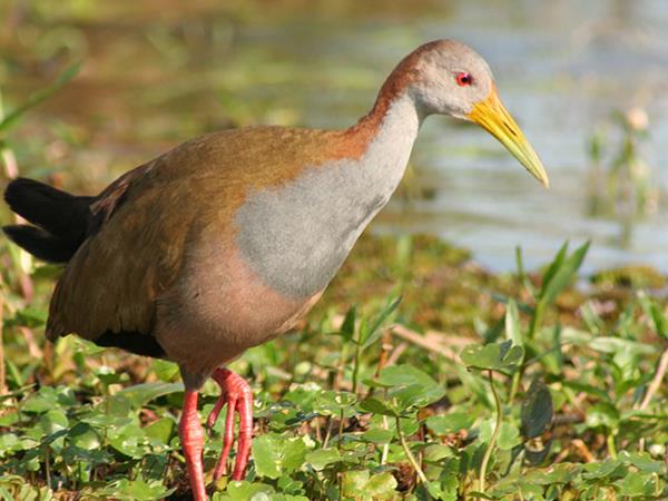 Northern Argentina wildlife and nature vacation