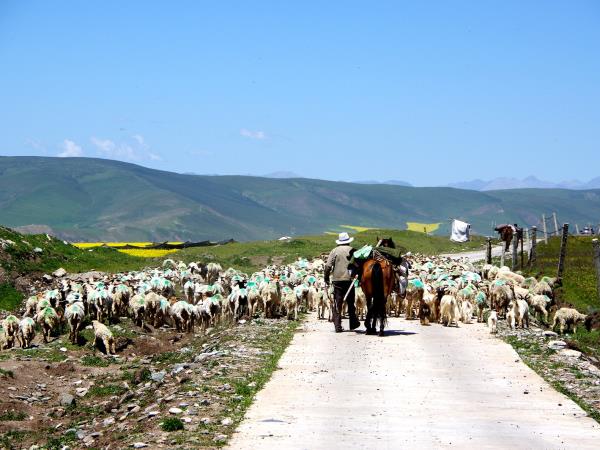 Qinghai Lake cycling tour in China