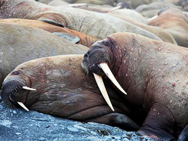 Arctic expedition cruise, circumnavigation of Spitsbergen